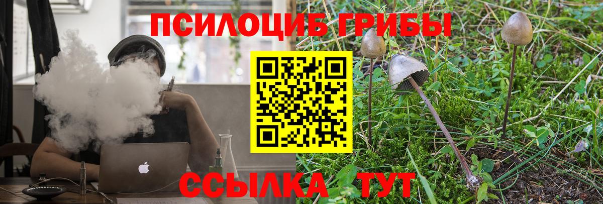 Камень-на-Оби  Псилоцибиновые грибы Cubensis  Вход с VPN  Псилоцибиновые грибы прущие грибы 